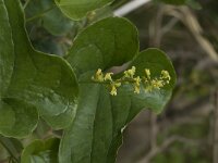 Smilax aspera 6, Struikwinde, Saxifraga-Jan van der Straaten
