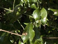 Smilax aspera 7, Struikwinde, Saxifraga-Jan van der Straaten