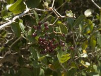 Smilax aspera 8, Struikwinde, Saxifraga-Jan van der Straaten