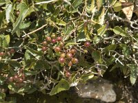 Smilax aspera 9, Struikwinde, Saxifraga-Jan van der Straaten