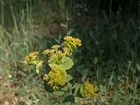 Smyrnium perfoliatum 28, Doorwaskervel, Saxifraga-Jan van der Straaten