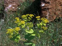 Smyrnium perfoliatum ssp rotundifolium 29, Saxifraga-Jan van der Straaten