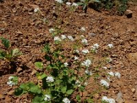 Sobolewskia clavata 2, Saxifraga-Ed Stikvoort