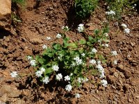 Sobolewskia clavata 3, Saxifraga-Ed Stikvoort