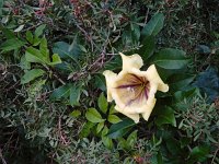 Solandra maxima 2, Saxifraga-Ed Stikvoort