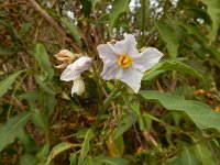 Solanum bonariense