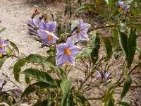 Solanum bonariense 2, Saxifraga-Ed Stikvoort