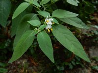 Solanum chenopodioides 11, Ganzenvoetnachtschade, Saxifraga-Ed Stikvoort