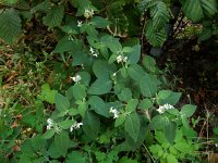 Solanum chenopodioides 14, Ganzenvoetnachtschade, Saxifraga-Ed Stikvoort