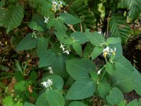 Solanum chenopodioides 15, Ganzenvoetnachtschade, Saxifraga-Ed Stikvoort