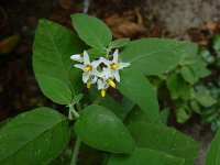 Solanum chenopodioides 18, Ganzenvoetnachtschade, Saxifraga-Ed Stikvoort