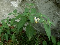 Solanum chenopodioides 19, Ganzenvoetnachtschade, Saxifraga-Ed Stikvoort