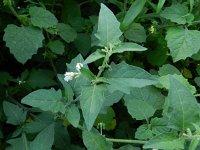 Solanum chenopodioides 3, Ganzenvoetnachtschade, Saxifraga-Rutger Barendse