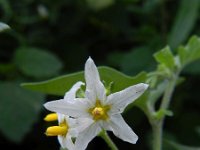 Solanum chenopodioides 4, Ganzenvoetnachtschade, Saxifraga-Rutger Barendse