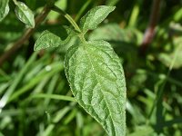 Solanum dulcamara 41, Bitterzoet, Saxifraga-Sonja Bouwman