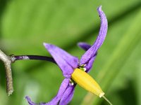 Solanum dulcamara 43, Bitterzoet, Saxifraga-Sonja Bouwman