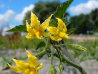 Solanum lycopersicum 21, Tomaat, Saxifraga-Ed Stikvoort