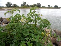 Solanum lycopersicum 22, Tomaat, Saxifraga-Ed Stikvoort