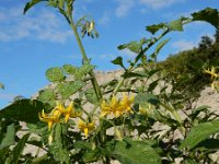 Solanum lycopersicum 23, Tomaat, Saxifraga-Ed Stikvoort