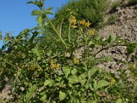 Solanum lycopersicum 25, Tomaat, Saxifraga-Ed Stikvoort