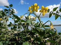 Solanum lycopersicum 26, Tomaat, Saxifraga-Ed Stikvoort