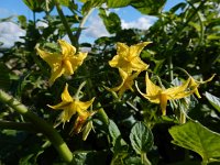 Solanum lycopersicum 29, Tomaat, Saxifraga-Ed Stikvoort