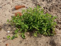 Solanum nitidibaccatum 14, Glansbesnachtschade, Saxifraga-Ed Stikvoort