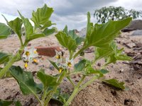 Solanum nitidibaccatum 15, Glansbesnachtschade, Saxifraga-Ed Stikvoort