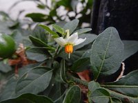 Solanum pseudocapsicum 13, Oranjeboompje, Saxifraga-Ed Stikvoort