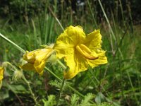 Solanum rostratum