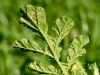 Solanum rostratum 10, Stekelnachtschade, Saxifraga-Sonja Bouwman  1048. Stekelnachtschade - Solanum rostratum - Solanaceae familie (zw)