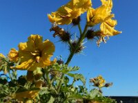 Solanum rostratum 11, Stekelnachtschade, Saxifraga-Ed Stikvoort : Terneuzen Grensmaas Borgharen stekelnachtschade Kruiningen s9900