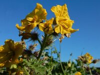 Solanum rostratum 12, Stekelnachtschade, Saxifraga-Ed Stikvoort : Terneuzen Grensmaas Borgharen stekelnachtschade Kruiningen s9900