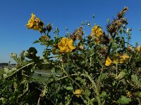Solanum rostratum 14, Stekelnachtschade, Saxifraga-Ed Stikvoort : Terneuzen Grensmaas Borgharen stekelnachtschade Kruiningen a900
