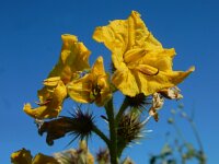 Solanum rostratum 15, Stekelnachtschade, Saxifraga-Ed Stikvoort : Terneuzen Grensmaas Borgharen stekelnachtschade Kruiningen s9900