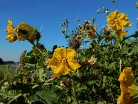 Solanum rostratum 17, Stekelnachtschade, Saxifraga-Ed Stikvoort : Terneuzen Grensmaas Borgharen stekelnachtschade Kruiningen s9900