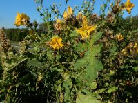 Solanum rostratum 18, Stekelnachtschade, Saxifraga-Ed Stikvoort : Terneuzen Grensmaas Borgharen stekelnachtschade Kruiningen s9900