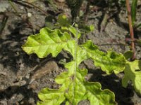 Solanum rostratum 4, Stekelnachtschade, Saxifraga-Rutger Barendse