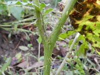 Solanum rostratum 5, Stekelnachtschade, Saxifraga-Rutger Barendse