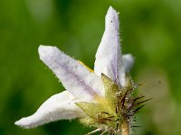 Solanum sisymbriifolium 14, Raketnachtschade, Saxifraga-Sonja Bouwman  979. Raketnachtschade - Solanum sisymbriifolium - Solanaceae familie (zw)