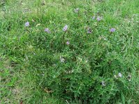 Solanum sodomeum 19, Saxifraga-Ed Stikvoort