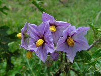 Solanum sodomeum 21, Saxifraga-Ed Stikvoort