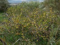 Solanum sodomeum 22, Saxifraga-Ed Stikvoort