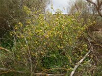 Solanum sodomeum 24, Saxifraga-Ed Stikvoort