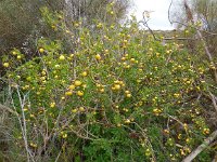 Solanum sodomeum 26, Saxifraga-Ed Stikvoort