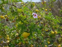 Solanum sodomeum 27, Saxifraga-Ed Stikvoort