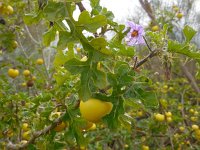 Solanum sodomeum 30, Saxifraga-Ed Stikvoort