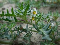 Solanum triflorum 10, Driebloemige nachtschade, Saxifraga-Ed Stikvoort