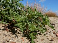 Solanum triflorum 15, Driebloemige nachtschade, Saxifraga-Ed Stikvoort