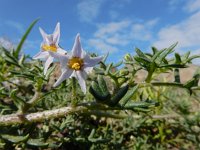 Solanum triflorum 16, Driebloemige nachtschade, Saxifraga-Ed Stikvoort